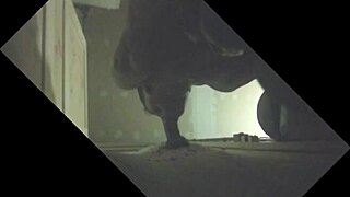 Big Shooter Stallion Empties Full Balls in Glory Hole