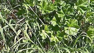 Slutty milf gretala gets excited in meadow cave, gaping pussy orgasm