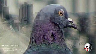 Big booty lover enjoys the thick ass twerking in this homemade video.