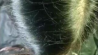 Busty Brunette Role-Plays With Partner, Featuring Monster Cock And Cum