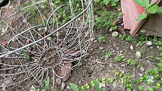 risky sex with my political cousin doggystyle