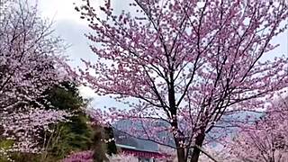 just a solo trip in japan, wanna join? 😊