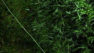 Inked teen elizabeth marx strips in tropical forest