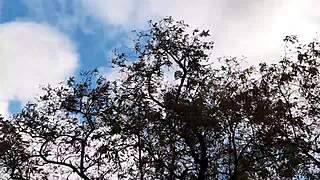 forester girl and i banged hard in the hut - pure lesbian action