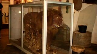 strange park meeting with huge cock filling mouth and tight ass