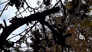 Autumn Sex in a Hut Turns Wild with Lesbian Illusion Girls!