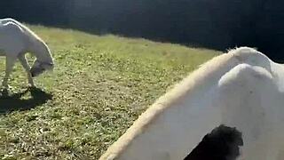 will these crossdressing vibes hit the finish line?