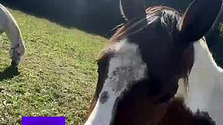 will these crossdressing vibes hit the finish line?