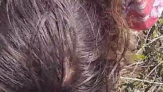 sexy milf housewife gives passionate blowjob and doggy fuck to husband, cumming in mouth outdoors