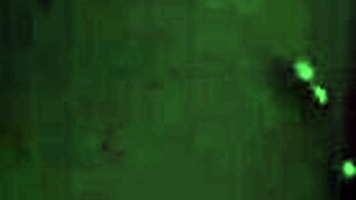 Amateur Babe Deepthroats Monster Cock with Dildo