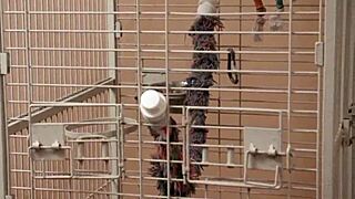 Find Comfort In Massive Cock!