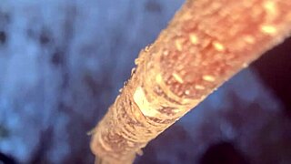 Having an encounter with a real life witch in the woods