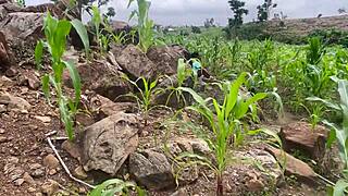 We went to the farm to fuck part 2