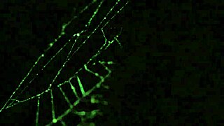 Trailer Scooby-Doo Parody Porn