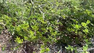 Clitlicker662 update 40 - img 1437 - jun 30 2025