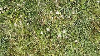 During Lunch Break Village Girl Masturbates Pussy!