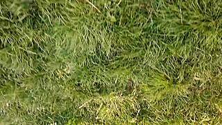 During Lunch Break Village Girl Masturbates Pussy!