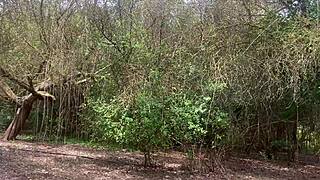 Excursion with my stepbrother - blowjob on the mountain - cum in mouth