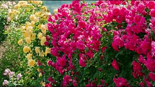 Bangladeshi wife bold hardcore pussy pounding