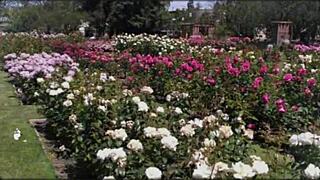 Bangladeshi wife bold hardcore pussy pounding