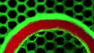 rome major pounds petite nikyee cruz wet poolside