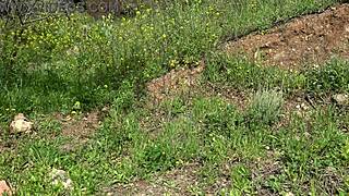 american tourist in saudi arabia shocked as sextoy dealer gapes her big pussy with used dildo