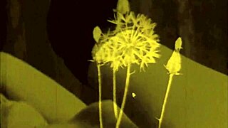 vintage erotic scenes unfold slowly