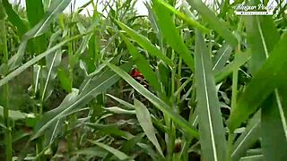 escaped prisoner pounds blonde pussy in wild group fuck 🔥🍆💦