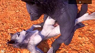 Lobo alfa knuller het loba i vill liv scene