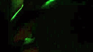 Liberdade noturna vira fuga quieta sob as estrelas.